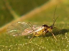 Aphid